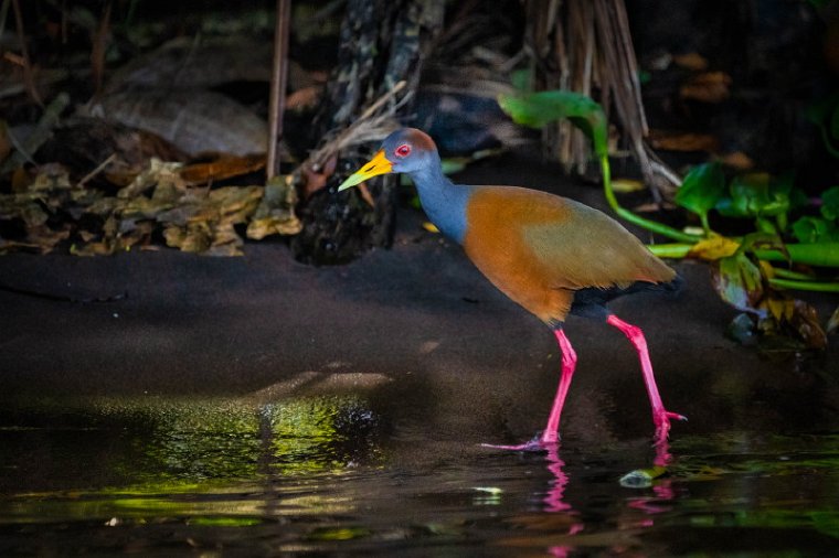 007 Tortuguero, cayennebosral.jpg